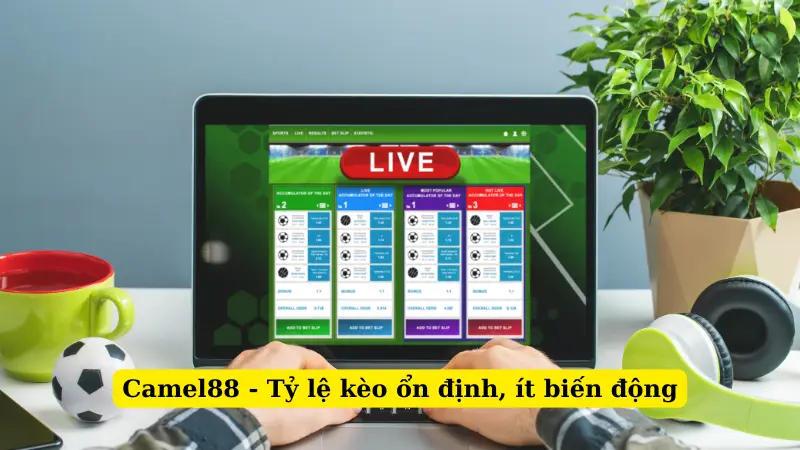 Camel88 - Tỷ lệ kèo ổn định, ít biến động